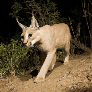 Caracal