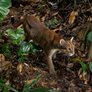 Asiatic Golden Cat