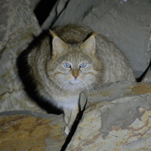 Caracal