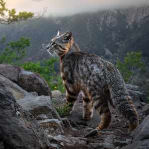 Pampas Cat