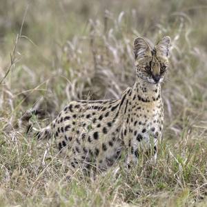 Serval