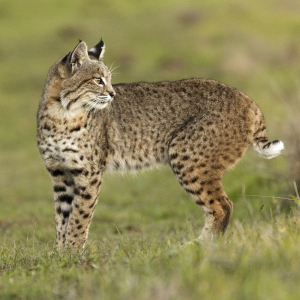 Bobcat