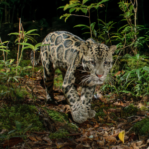 Sunda Clouded Leopard