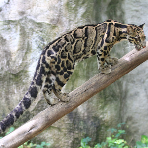 Clouded Leopard