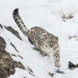 Snow Leopard