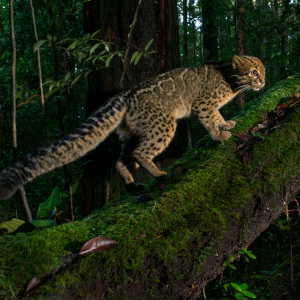 Marbled Cat
