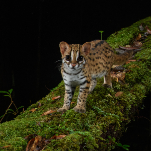 Leopard Cat